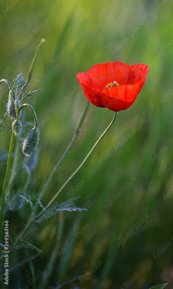 Obraz premium Poppy - 1