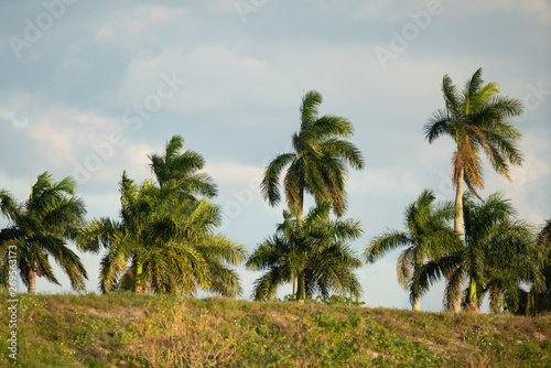Fototapeta Naklejka Na Ścianę i Meble -  Palm trees beyond a hill of grass