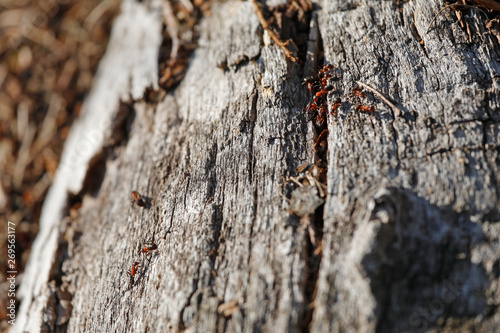 Ameisen auf altem Holz einer Eiche, Totholz als Heimat