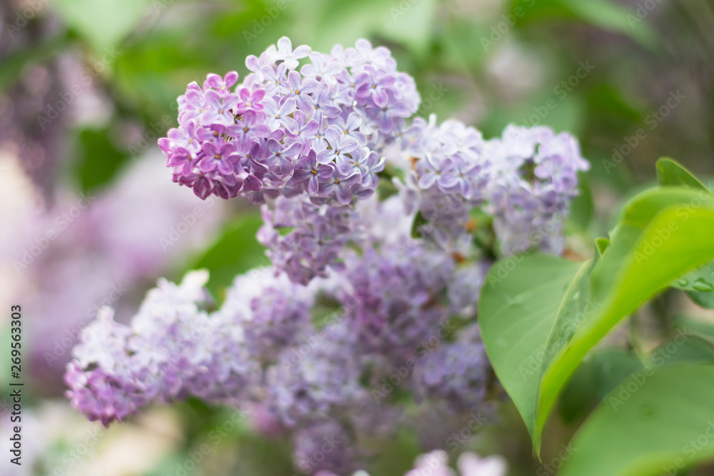 Closeup of light violet lilac blossom with green leaves - text space, selective focus Closeup of light violet lilac blossom with green leaves - text space, selective focus