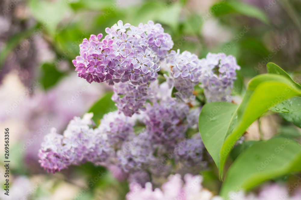 Closeup of light violet lilac blossom with green leaves - text space, selective focus Closeup of light violet lilac blossom with green leaves - text space, selective focus