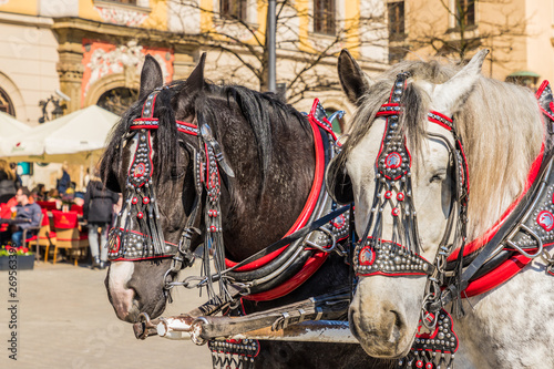 Portriats of horses in the Main Square in Krakow poland © chris