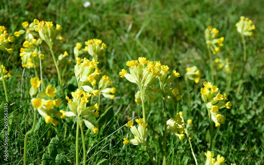 Schlüsselblume - Himmelschlüssel Schlüsselblume - Himmelschlüssel