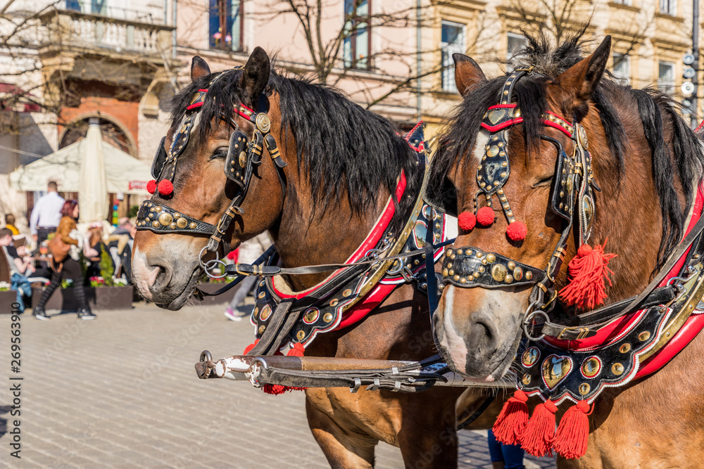 Portriats of horses in the Main Square in Krakow poland Portriats of horses in the Main Square in Krakow poland