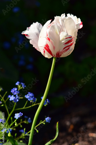 Biały tulipan na ciemnym tle photo