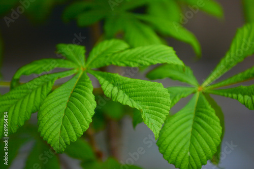Horse chestnut leaf close up, aesculus hippocastanum or conker tree leaves