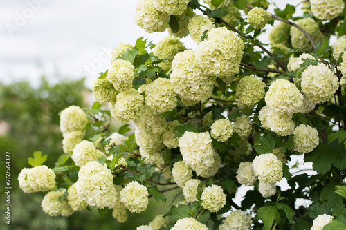 Closeup of guelderrose shrub covered with greenish white blossom photo