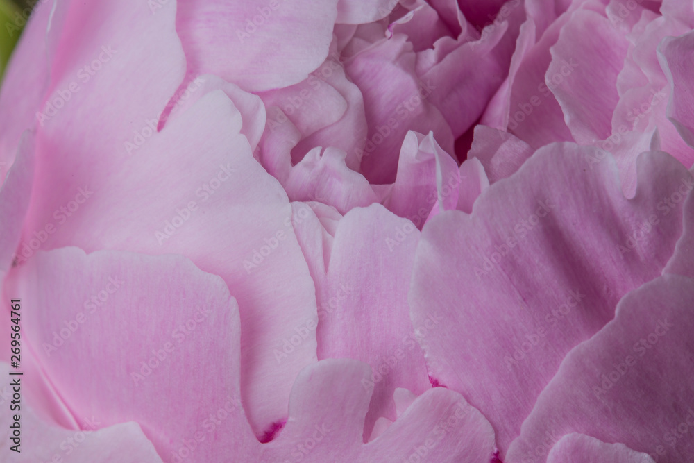 Smooth pink peony flower petals texture macro still