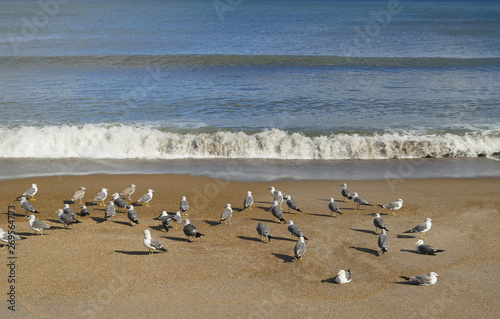 flock of sea birds on beach
