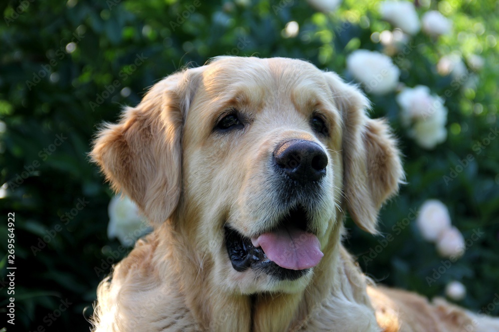 portrait of golden retriever