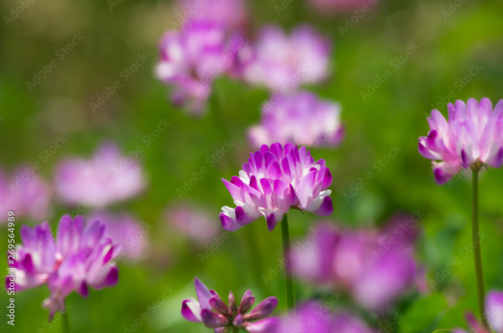 初夏・蓮華 初夏・蓮華