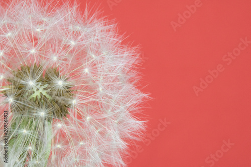 Dandelion Seed Head Blowball Close Up on Pink Red Abstract Background 