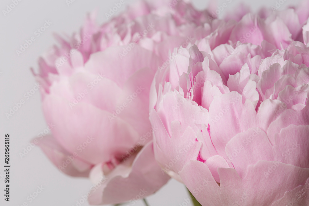 Pink peony flower bouquet macro still