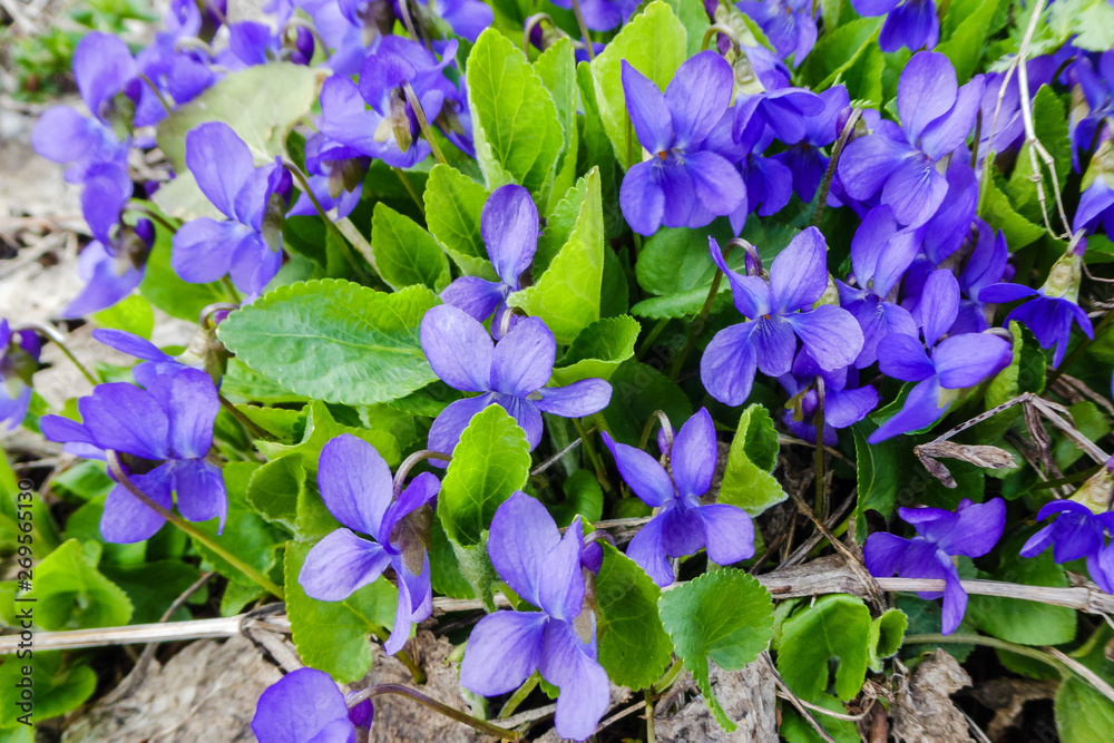 Viola odorata. Scent-scented. Violet flower forest blooming in spring. The first spring flower, purple. Wild violets in nature.