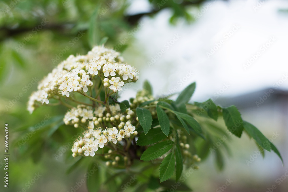 Obraz premium Closeup of flowering rowan tree corymb in spring, blurred background, text space