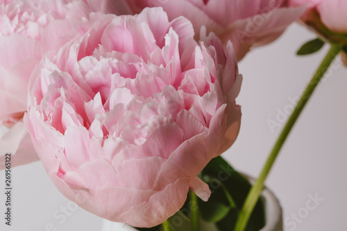 Fototapeta Naklejka Na Ścianę i Meble -  Pink peony flower bouquet macro still