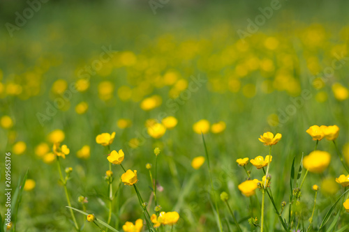 Spring meadow blurred background with yellow flowers and green grass