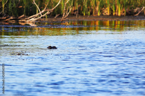 alligator under water in florida