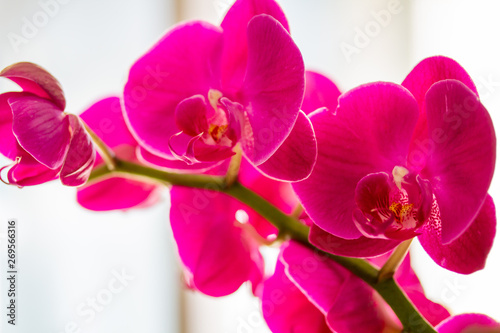 Orchid