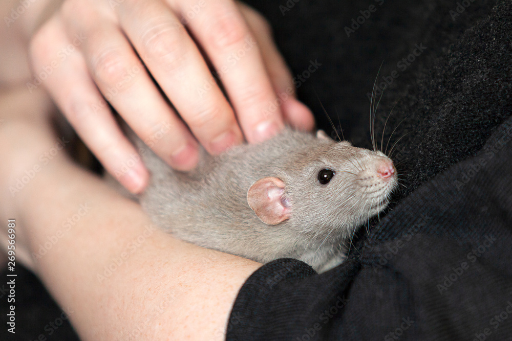 Closeup shot of woman who holds a rat in her hands Closeup shot of woman who holds a rat in her hands