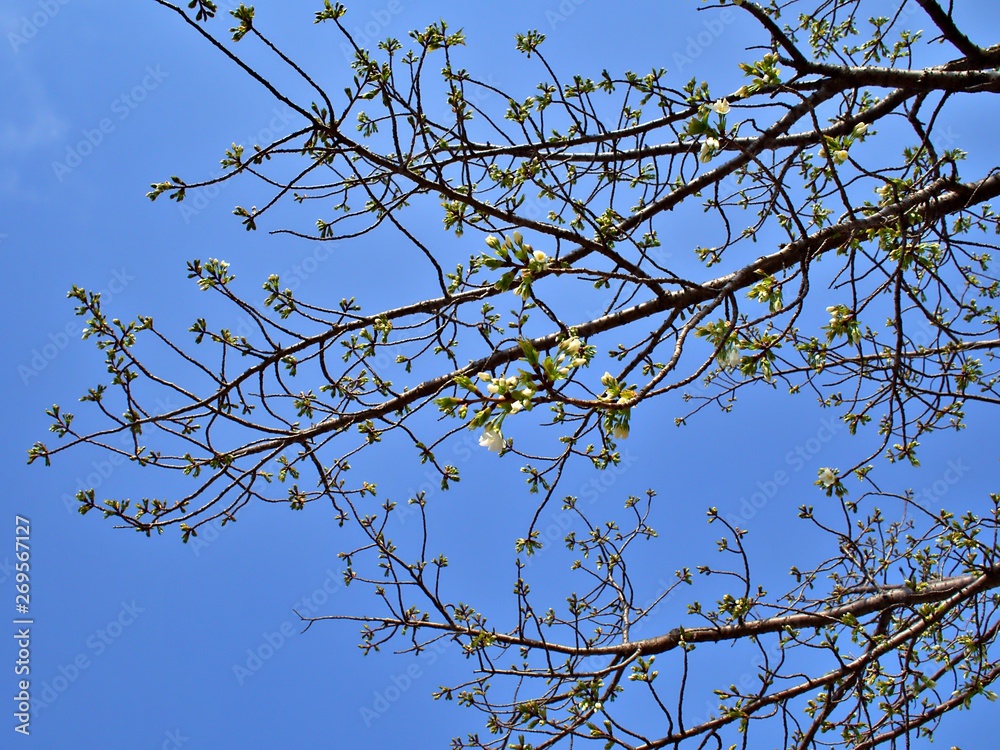 White sakura branches with blue sky and blooming sakura at the center during spring of Osaka, Japan White sakura branches with blue sky and blooming sakura at the center during spring of Osaka, Japan