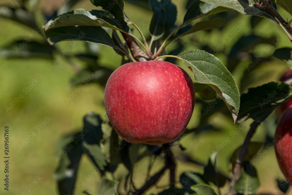 Una manzana roja en el árbol Una manzana roja en el árbol