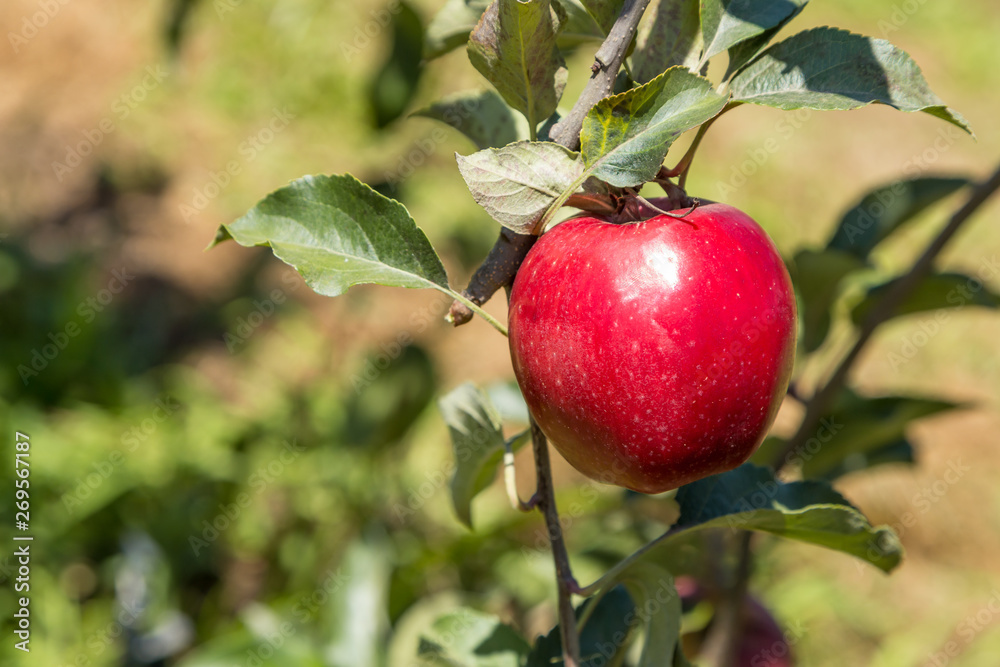 Obraz premium Una manzana roja en el árbol