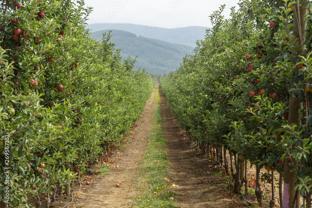 Huerto de manzana con manzanas en los árboles