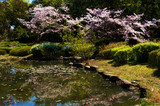 大阪服部緑地・日本庭園の桜