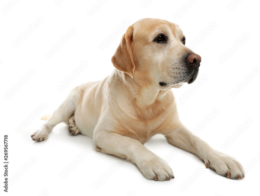 Yellow labrador retriever lying on white background Yellow labrador retriever lying on white background