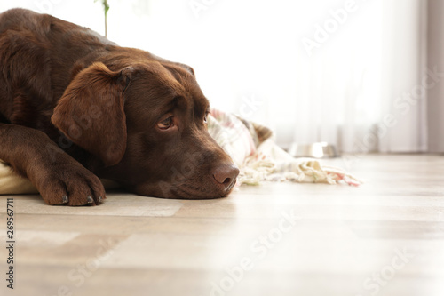 Chocolate labrador retriever on pet pillow indoors