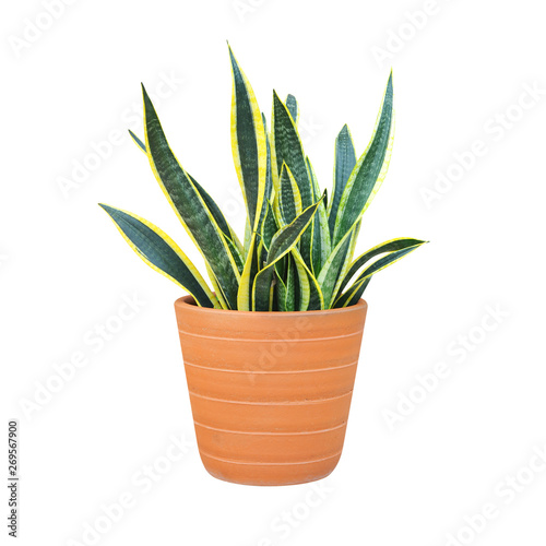 sansevieria or snake plant in a pot isolated on white