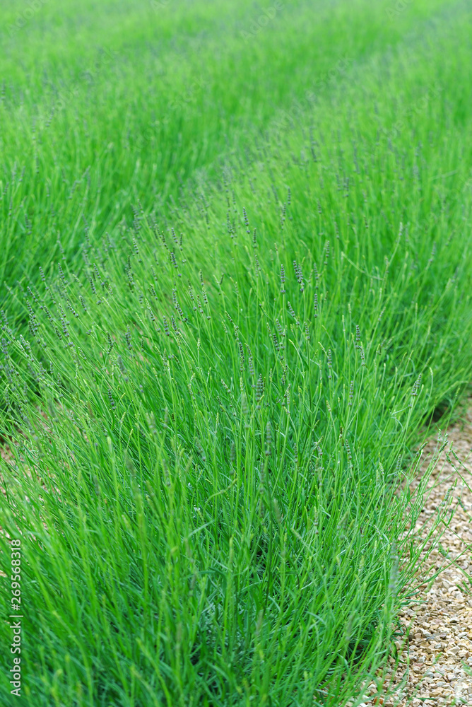 spring lavender field in the France spring lavender field in the France