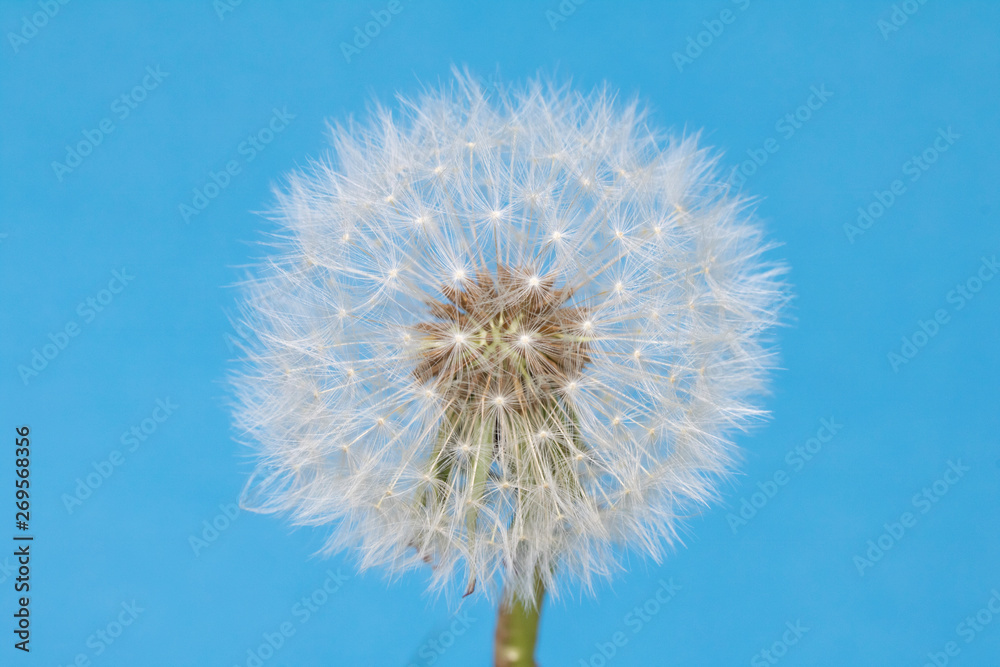 Dandelion Seed Head Blowball Close Up on Blue Abstract Background 