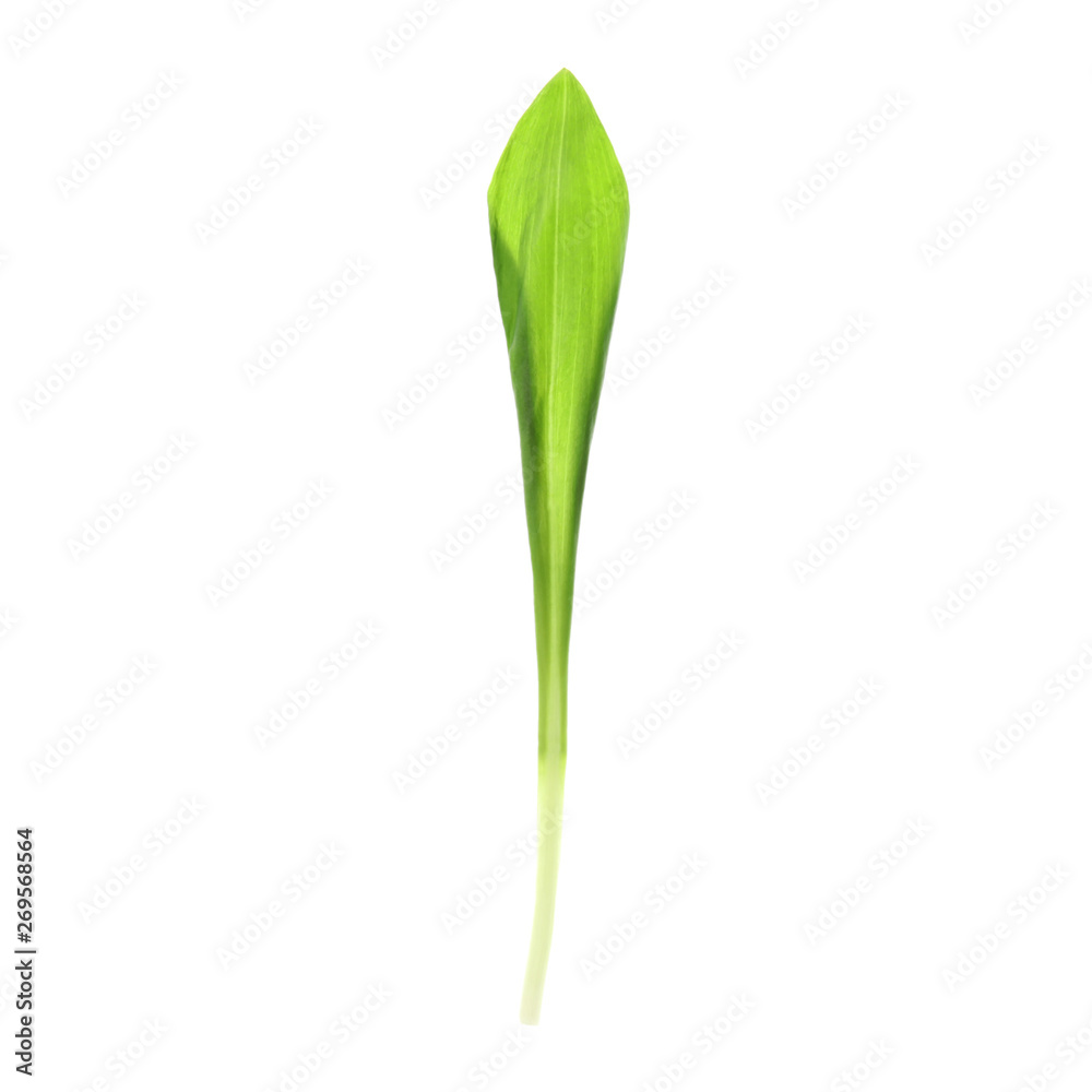 Leaf of wild garlic or ramson isolated on white