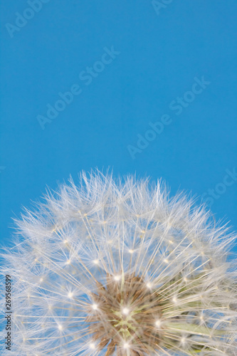 Dandelion Seed Head Blowball Close Up on Blue Abstract Background 