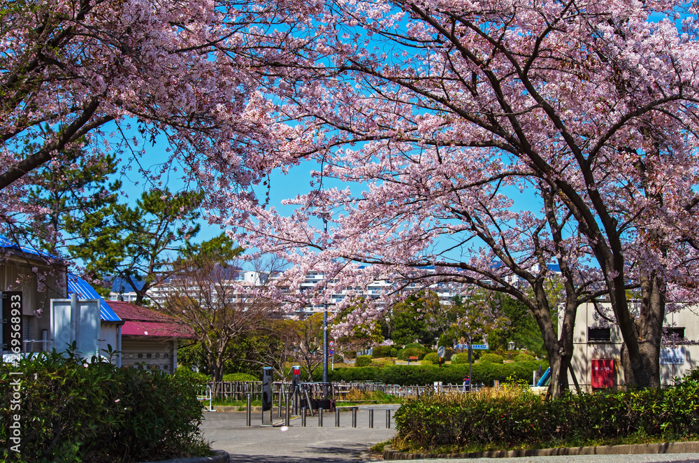 大阪豊中・服部緑地の桜