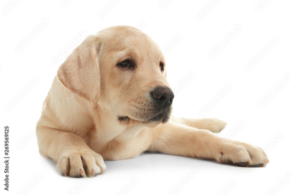 Cute yellow labrador retriever puppy isolated on white