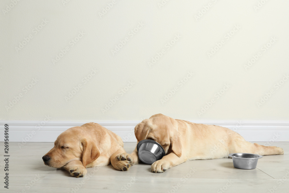 Cute yellow labrador retriever puppies with feeding bowls on floor indoors. Space for text