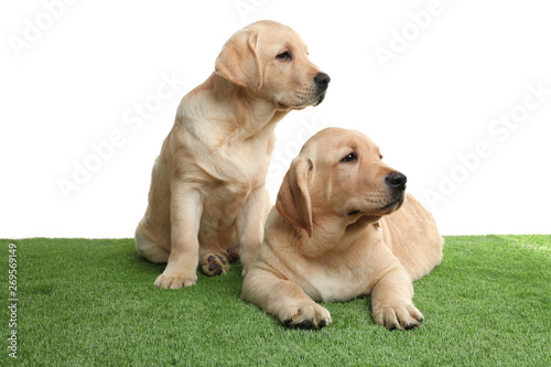 Cute yellow labrador retriever puppies on artificial grass against white background © New Africa