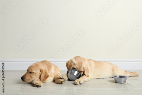 Cute yellow labrador retriever puppies with feeding bowls on floor indoors. Space for text