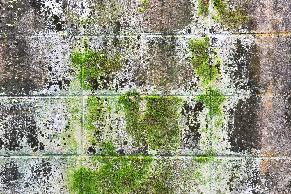 Obraz premium green moss or green lichen on wall texture