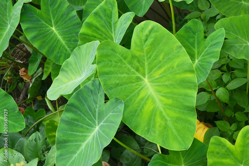 colocasia esculenta, elephant ear
