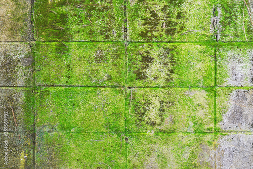 green moss or green lichen and fungus on wall texture