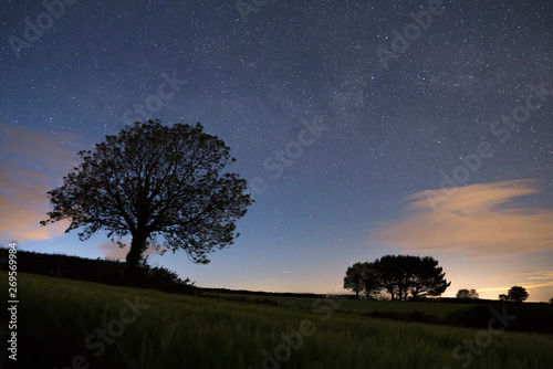 Tree silhouette in the fields under a starry sky, Cornwall, UK
