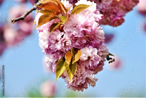prunus