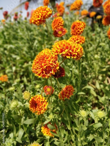 orange flowers in the garden