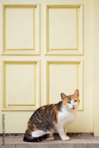 Domestic cat on the front door