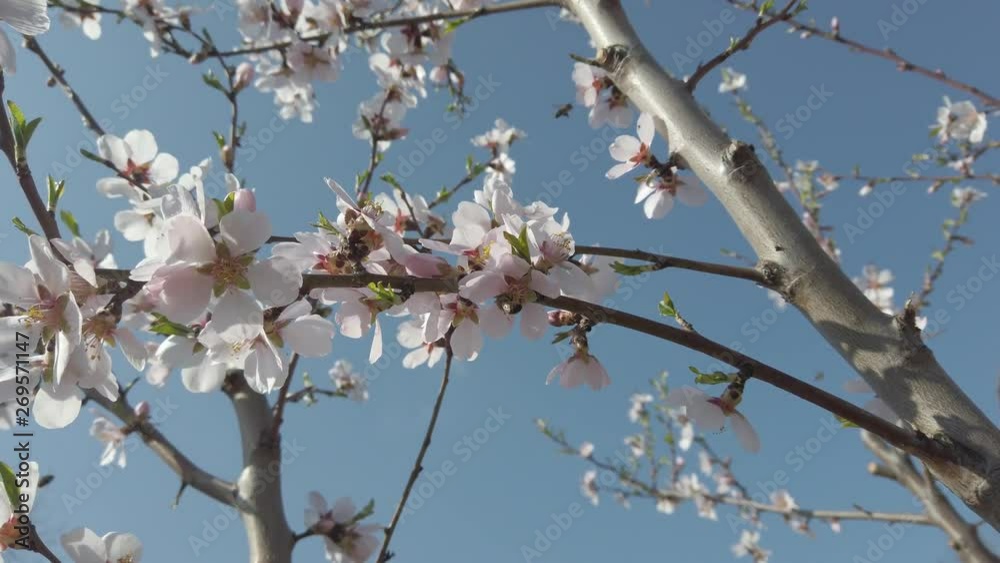 Branches of almond tree in blossom with pink flowers and blue sky Closeup Branches of almond tree in blossom with pink flowers and blue sky Closeup