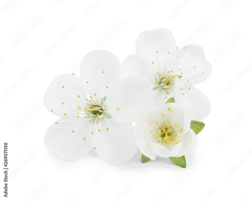 Beautiful flowers of blooming spring tree on white background
